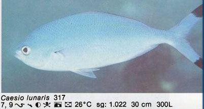 Caesio lunaris